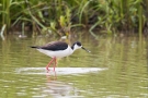 Stelzenläufer-Männchen (Himantopus himantopus)