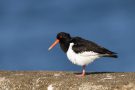 Austernfischer (Haematopus ostralegus)