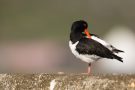 Austernfischer (Haematopus ostralegus)