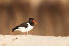 Austernfischer (Haematopus ostralegus)