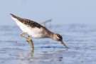 Bruchwasserläufer (Tringa glareola) am rechten Rheindamm