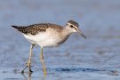 Bruchwasserläufer (Tringa glareola) am rechten Rheindamm