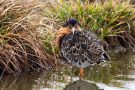Kampfläufer (Philomachus pugnax)