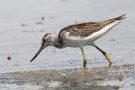 Grünschenkel (Tringa nebularia) im Rheindelta an der Fußacher Bucht