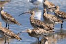 Große Brachvögel (Numenius arquata) im Rheindelta an der Fußacher Bucht