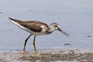 Grünschenkel (Tringa nebularia) im Rheindelta an der Fußacher Bucht