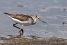 Grünschenkel (Tringa nebularia) im Rheindelta an der Fußacher Bucht
