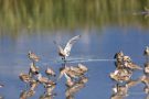 Große Brachvögel (Numenius arquata) im Rheindelta an der Fußacher Bucht