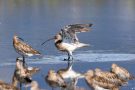 Große Brachvögel (Numenius arquata) im Rheindelta an der Fußacher Bucht