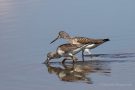Grünschenkel (Tringa nebularia) im Rheindelta an der Fußacher Bucht