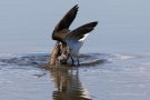 Streitende Grünschenkel (Tringa nebularia) im Rheindelta an der Fußacher Bucht