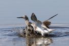 Streitende Grünschenkel (Tringa nebularia) im Rheindelta an der Fußacher Bucht