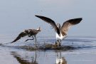 Streitende Grünschenkel (Tringa nebularia) im Rheindelta an der Fußacher Bucht