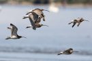 Große Brachvögel im Rheindelta an der Fußacher Bucht