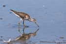 Grünschenkel (Tringa nebularia) im Rheindelta an der Fußacher Bucht