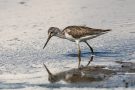 Grünschenkel (Tringa nebularia) im Rheindelta an der Fußacher Bucht
