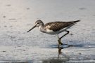 Grünschenkel (Tringa nebularia) im Rheindelta an der Fußacher Bucht