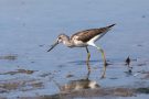 Grünschenkel (Tringa nebularia) im Rheindelta an der Fußacher Bucht