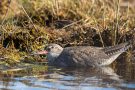 Rotschenkel (Tringa totanus)