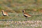 Goldregenpfeifer (Pluvialis apricaria)