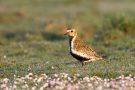 Goldregenpfeifer (Pluvialis apricaria)