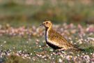 Goldregenpfeifer (Pluvialis apricaria)