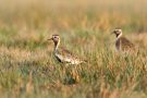 Goldregenpfeifer (Pluvialis apricaria)