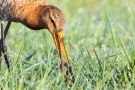 Uferschnepfe (Limosa limosa) im Ochsenmoor