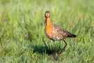 Uferschnepfe (Limosa limosa) im Ochsenmoor