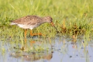 Rotschenkel (Tringa totanus) im Ochsenmoor