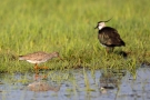 Rotschenkel (Tringa totanus) im Ochsenmoor