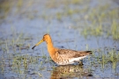 Uferschnepfe (Limosa limosa) im Ochsenmoor