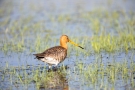 Uferschnepfe (Limosa limosa) im Ochsenmoor