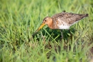 Uferschnepfe (Limosa limosa) im Ochsenmoor