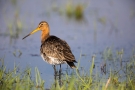 Uferschnepfe (Limosa limosa) im Ochsenmoor