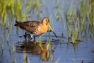 Uferschnepfe (Limosa limosa) im Ochsenmoor