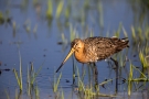 Uferschnepfe (Limosa limosa) im Ochsenmoor