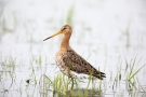 Uferschnepfe (Limosa limosa) im Ochsenmoor