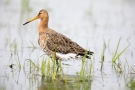 Uferschnepfe (Limosa limosa) im Ochsenmoor