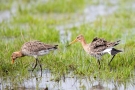 Balzende Uferschnepfen (Limosa limosa) im Ochsenmoor