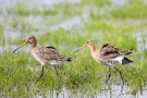 Balzende Uferschnepfen (Limosa limosa) im Ochsenmoor