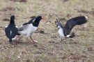 Zoff zwischen Austernfischern (Haematopus ostralegus) und Kiebitz (Vanellus vanellus)