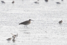 Regenbrachvogel Sehestedt (Jadebusen)