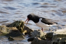 Austernfischer (Haematopus ostralegus)