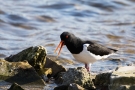 Austernfischer (Haematopus ostralegus)