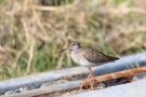 Rotschenkel  (Tringa totanus)