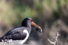 Austernfischer (Haematopus ostralegus)