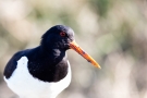 Austernfischer (Haematopus ostralegus)