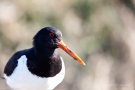 Austernfischer (Haematopus ostralegus)