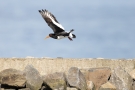 Austernfischer (Haematopus ostralegus)